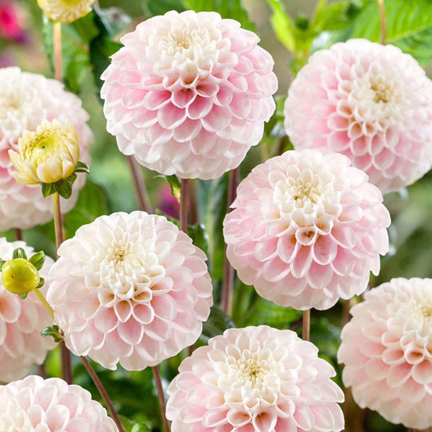 Dahlie 'Wizard of Lightening'